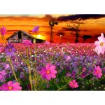 Cosmos in Parys